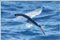 Exocoetidae