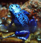 froggy0025