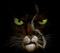 fitz_fize