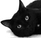 funky-le-chat