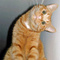 Gigi_le_chat