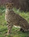 guepard_2009