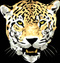 JaguarForce