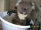 KOALAAAAA