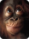 KamikaZ_Monkey3