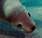 karolounours