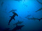 Lesrequins