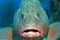 Merou_Bignol