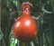 nuctos5