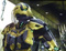neocyrax