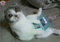 nicodu25-