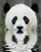 Panda_02