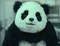 Pandaaaaa