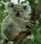 Pktnimagec1koal