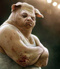 Porc-garou