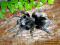 pulchra