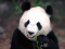 panda-sournois