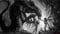 pavell666