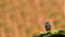 Ravius