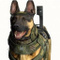 RileyTheDog