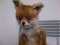 StonedFoX
