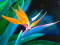 Strelitzia