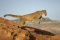 The_Puma