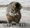wtf_2010