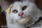 whitestkitten