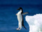 World_Pingouin