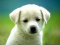 you_are_my_dog