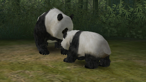 Images de Safar'Wii