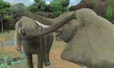 Zoo Resort 3D : Premier trailer