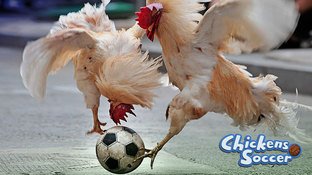 Les poulets se mettent au foot