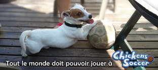 Les poulets se mettent au foot