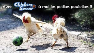 Les poulets se mettent au foot