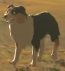 Les chiens renifleurs