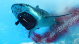Maneater : Une bonne blague qui prend l'eau ?