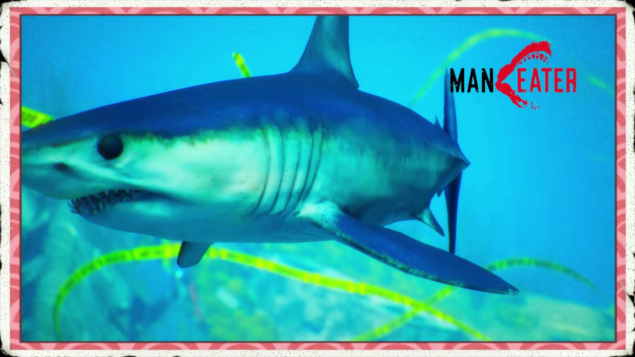 Maneater : Faites un carnage à Golden Shores