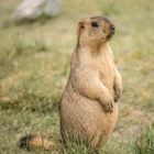 Avatar de --Marmotte--