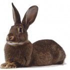 Avatar de 154Commentaires