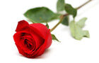 Avatar de 180roses