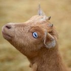 Avatar de Ahuraxouient