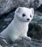 Avatar de Albatar7874