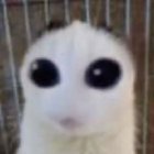 Avatar de AlienTimide1-