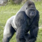 Avatar de AmaneKanata