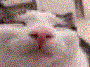 Avatar de Amateratsu]]
