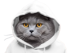 Avatar de AnusGracieux