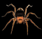 Avatar de Arachnided