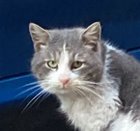 Avatar de BalkanMutra